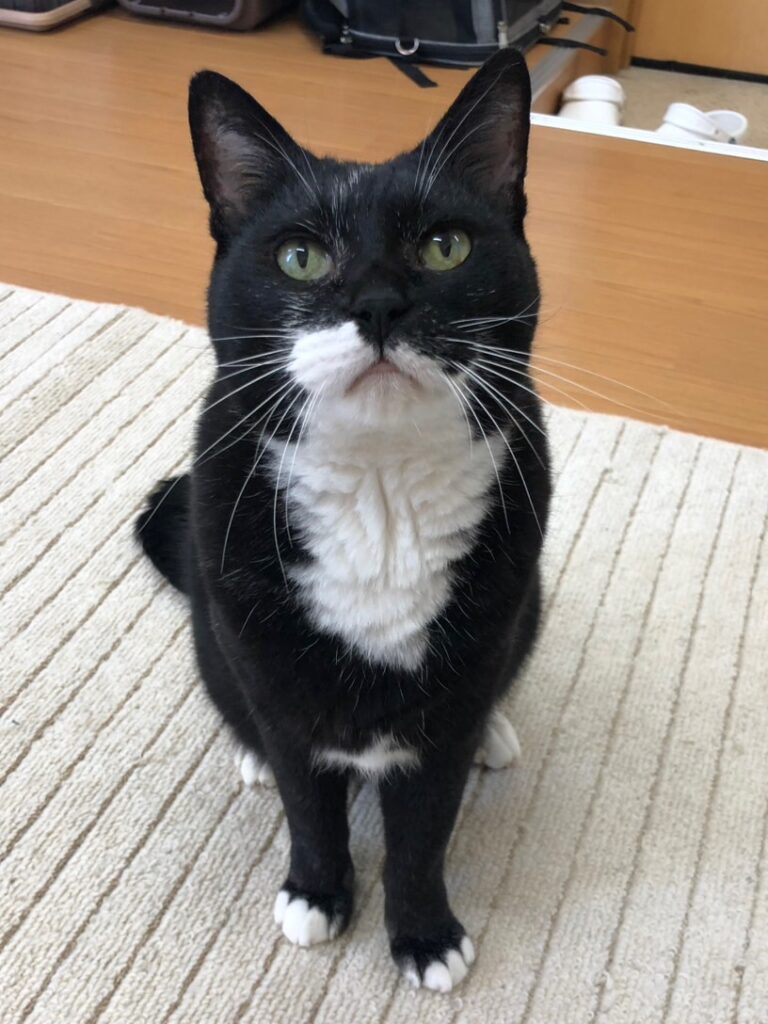 ご報告