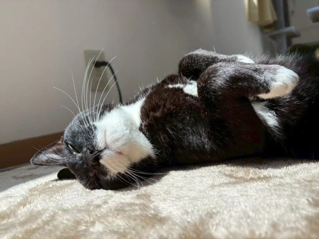 ゴールデンウィーク休診のお知らせ