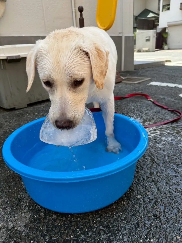 8月休診日のお知らせ